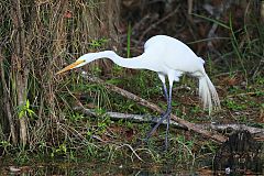 Great Egret